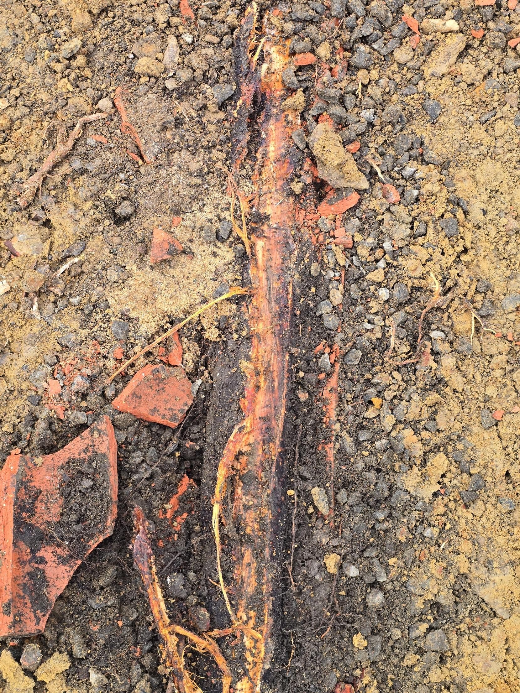 A tree root found growing inside a broken terracotta clay pipe on the site