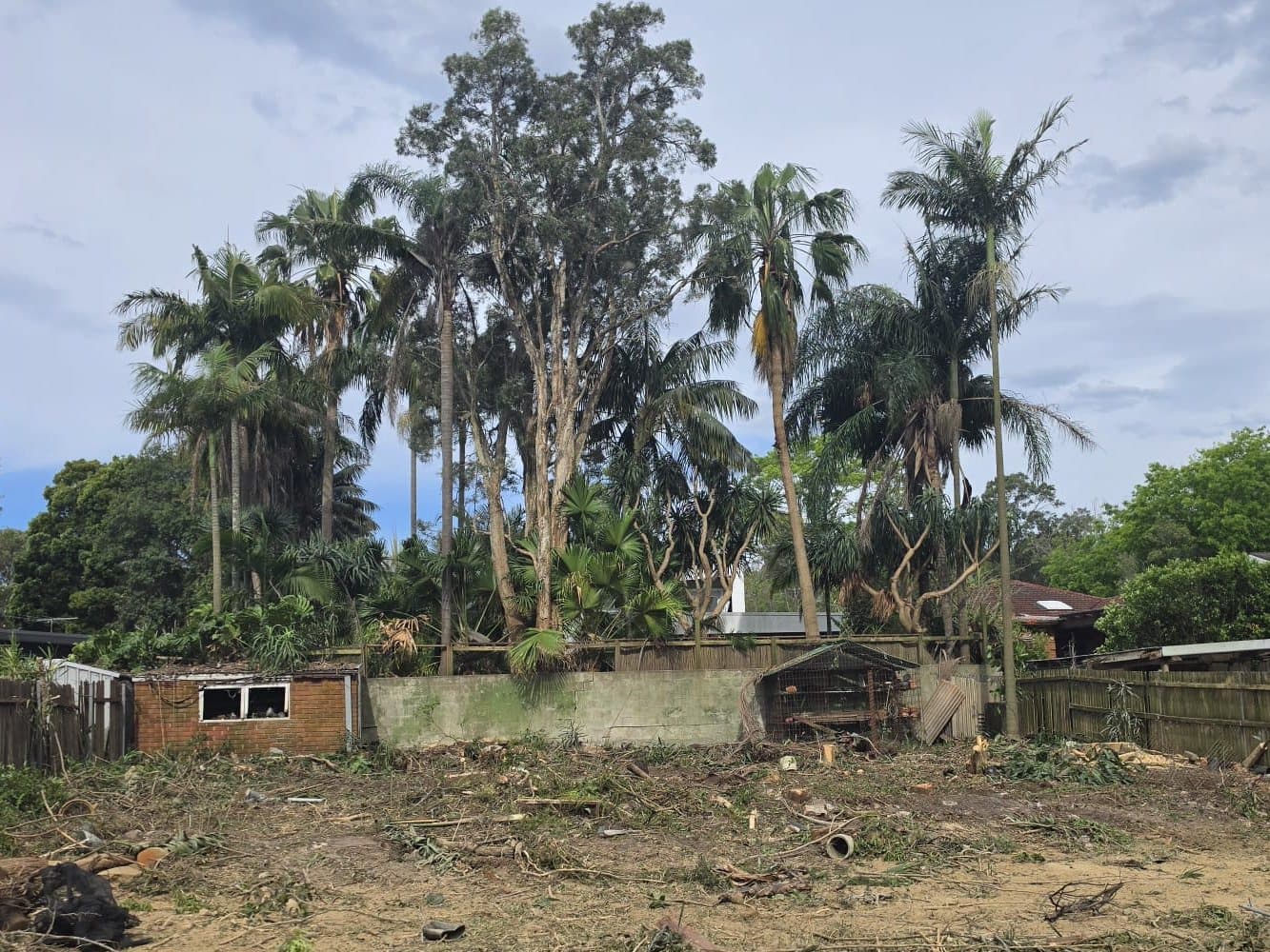 The block after the overgrown trees were removed